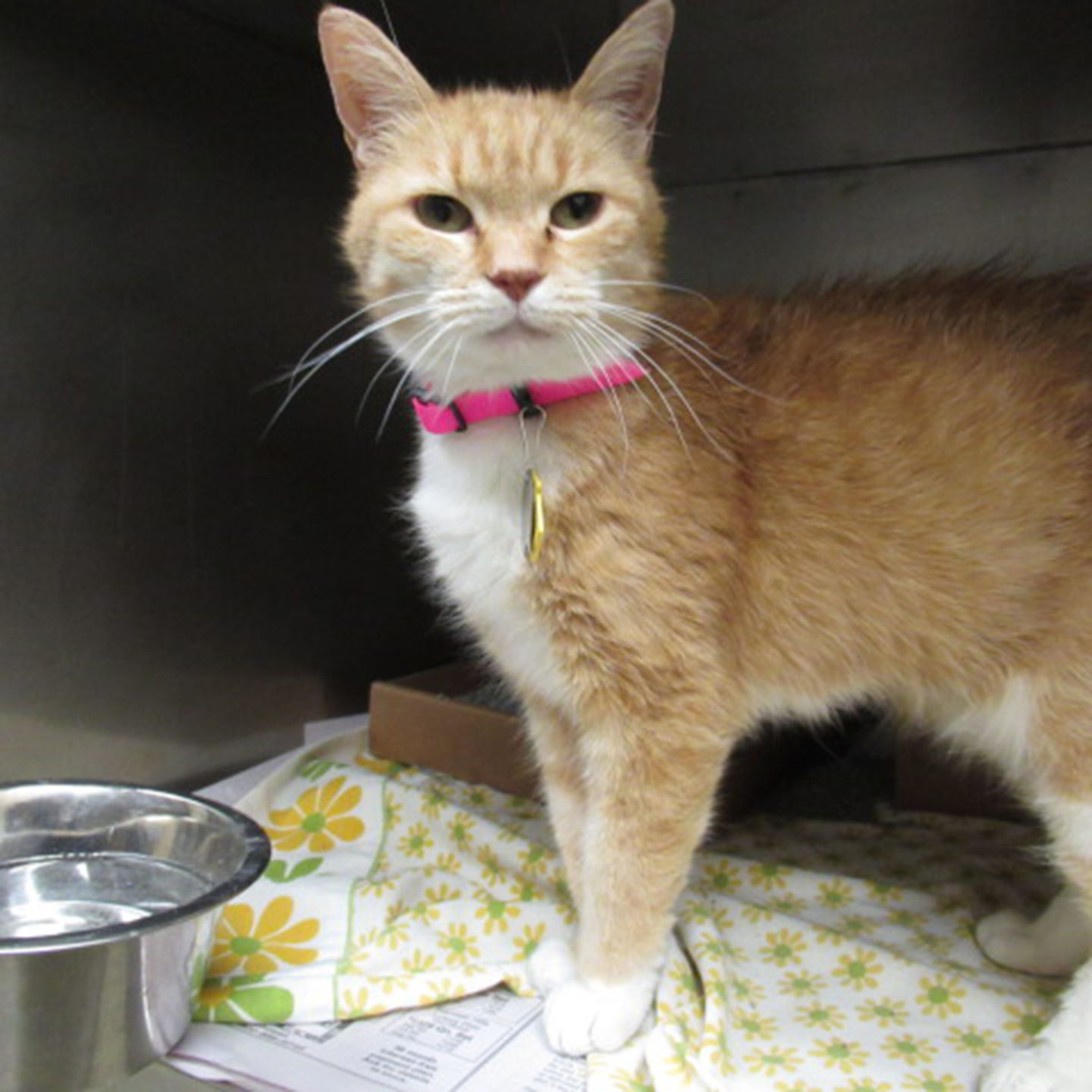 Pet of the Week: Bonnie
